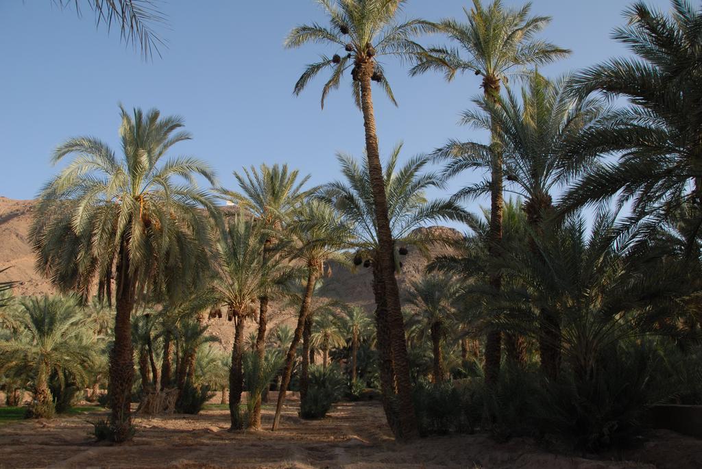 Villa Zagora Ma Villa Au Sahara ภายนอก รูปภาพ