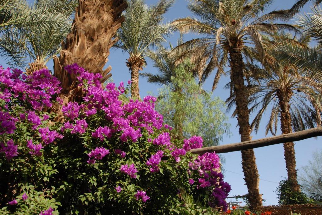 Villa Zagora Ma Villa Au Sahara ภายนอก รูปภาพ