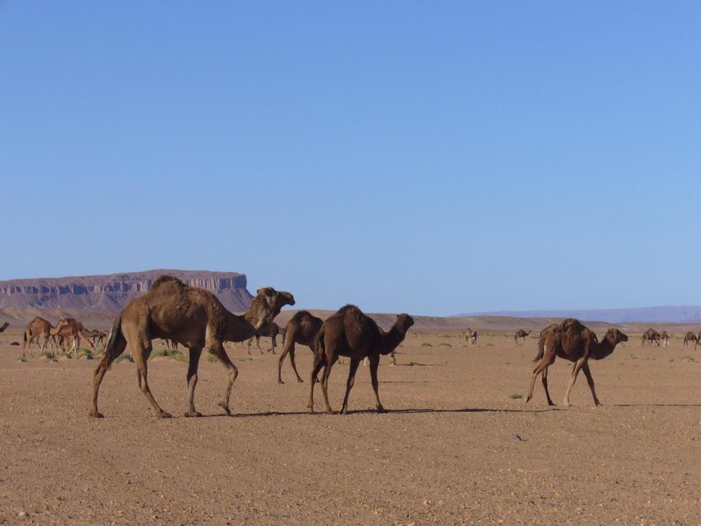 Villa Zagora Ma Villa Au Sahara ภายนอก รูปภาพ